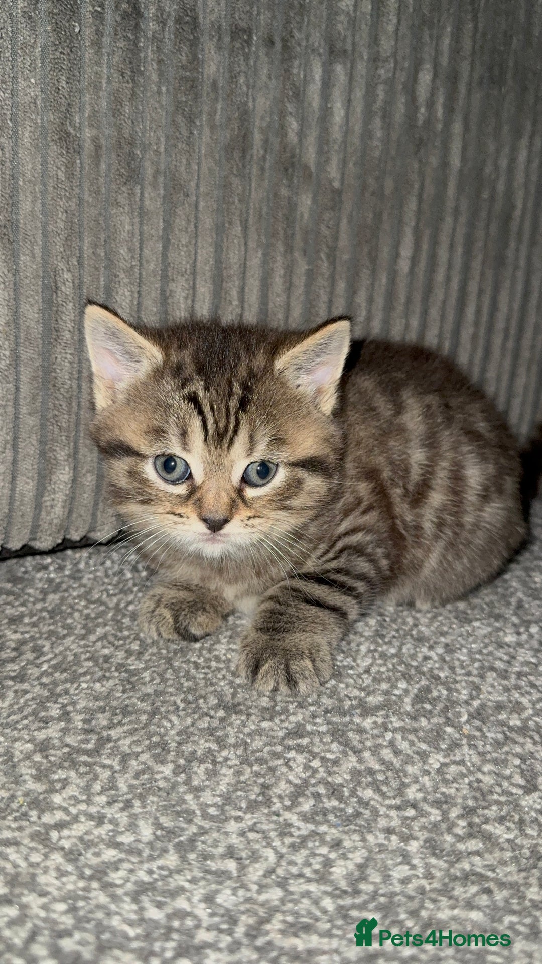 Mixed Breed cats for sale: Male kitten - Advert 2