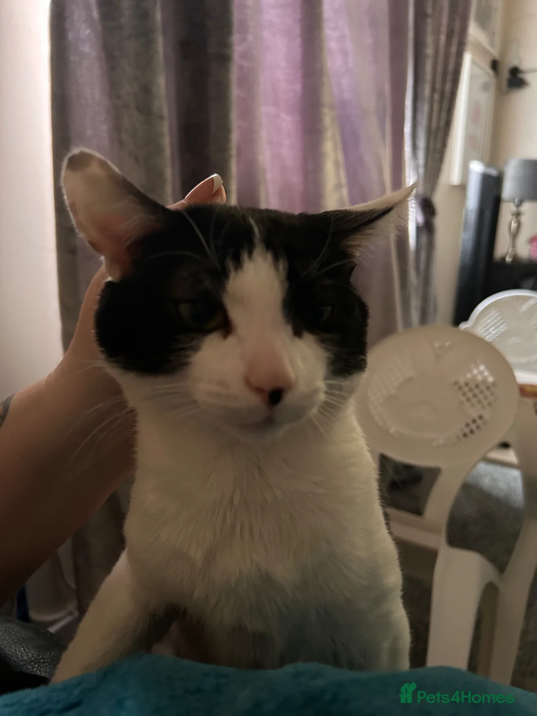 Domestic Shorthair cats for sale: Male indoor cat  in Ipswich - Advert 2