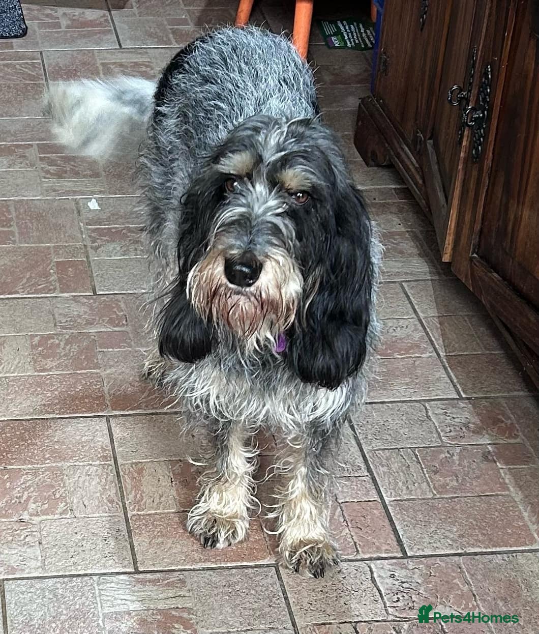 Mixed Breed dogs Wendy - Griffon Bleu de Gascogne for Adoption - Advert 2