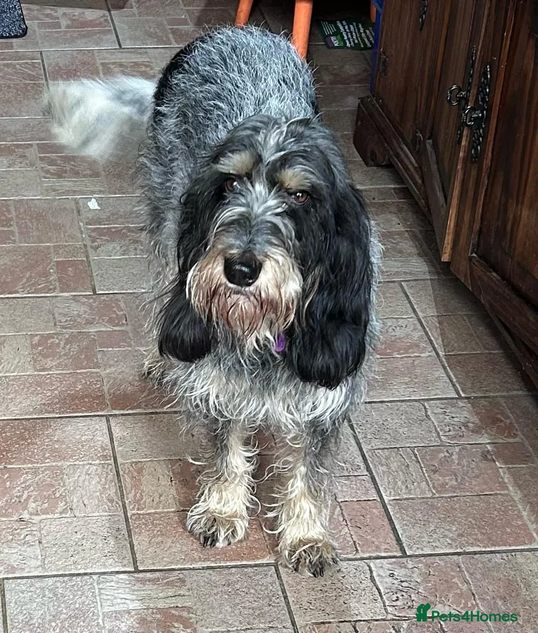 Mixed Breed dogs for adoption: Wendy - Griffon Bleu de Gascogne for Adoption in Wallasey - Advert 1