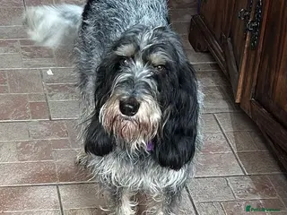 Mixed Breed dogs Wendy - Griffon Bleu de Gascogne for Adoption - Advert 2