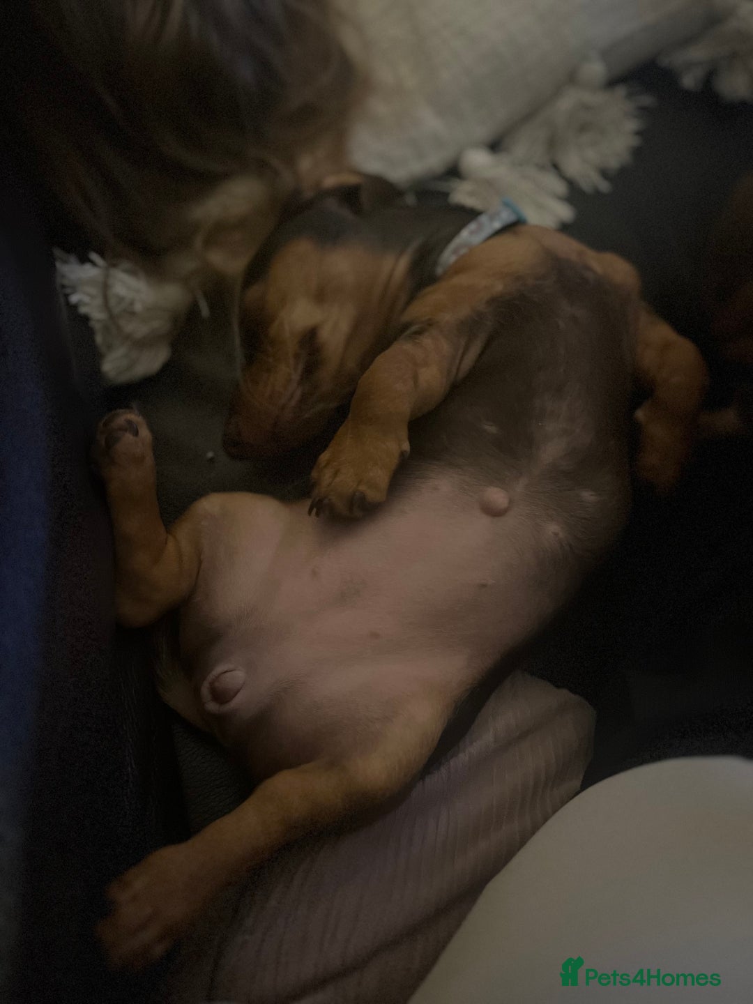 Miniature Dachshund dogs for sale: Chocolate & Tan Girl - Image 8