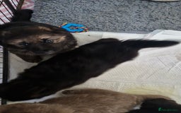 German Shepherd dogs for sale: KC REG GSD PUPPIES FULLY SCORED AND TESTED PARENTS - Image 33