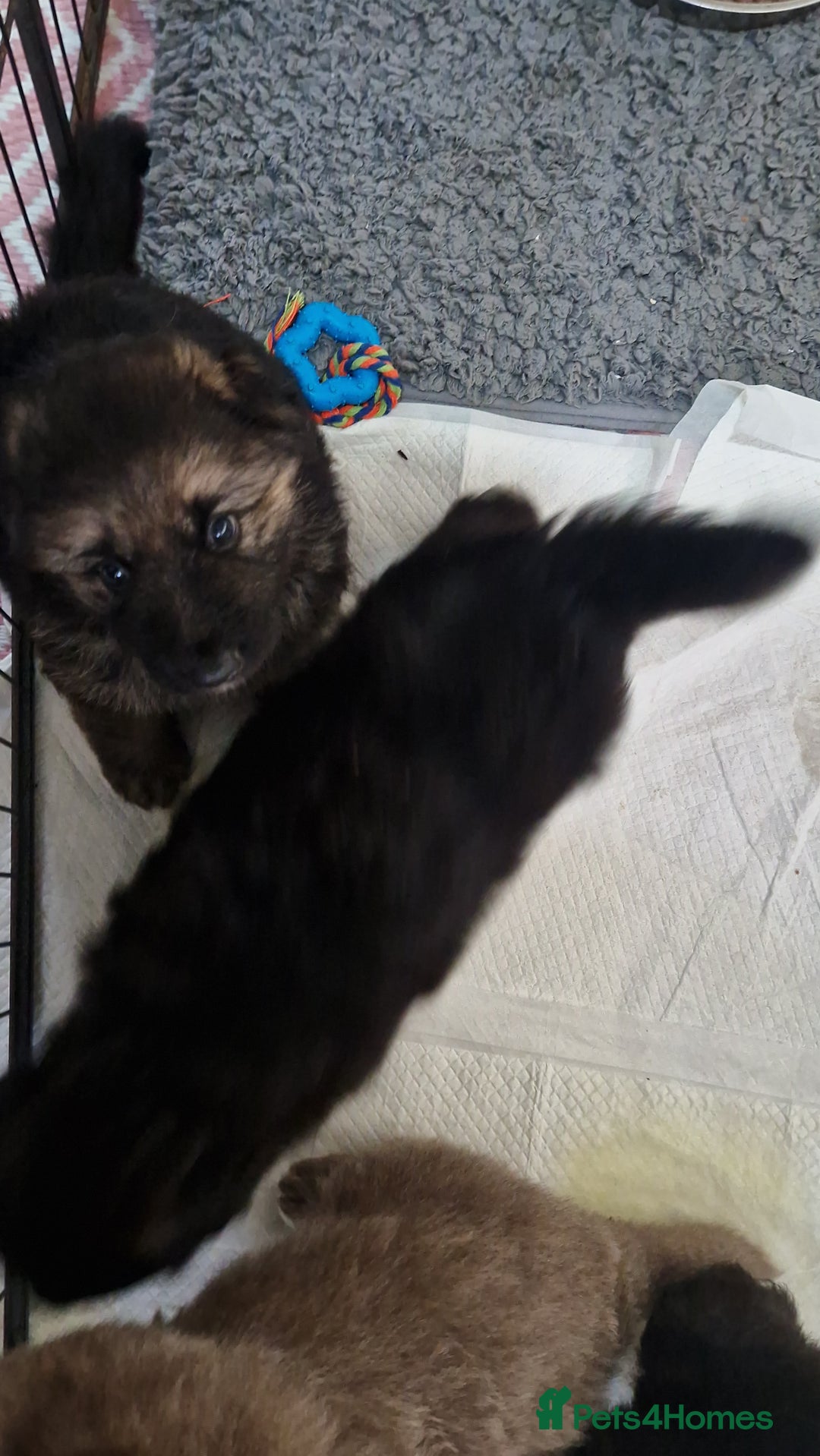 German Shepherd dogs for sale: KC REG GSD PUPPIES FULLY SCORED AND TESTED PARENTS - Image 33