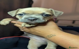 Mixed Breed dogs for sale: Frenchie x pups  - Image 2