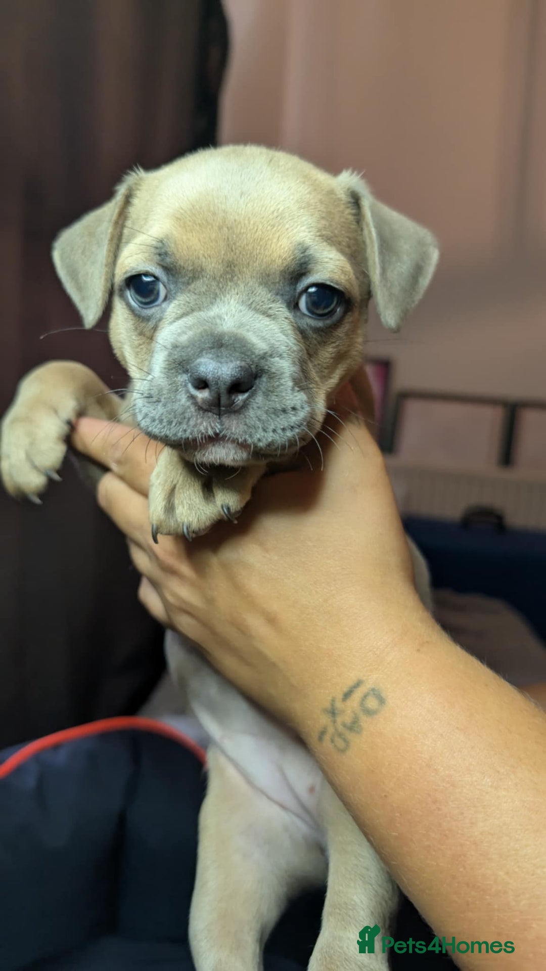 Mixed Breed dogs for sale: Frenchie x pups  - Image 2