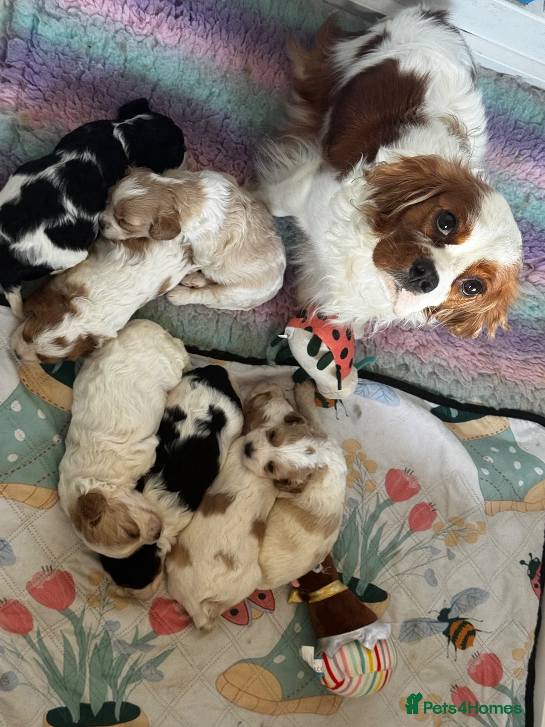 Cavapoo dogs for sale: Cavapoo puppies F1 fully health tested parents - Advert 1