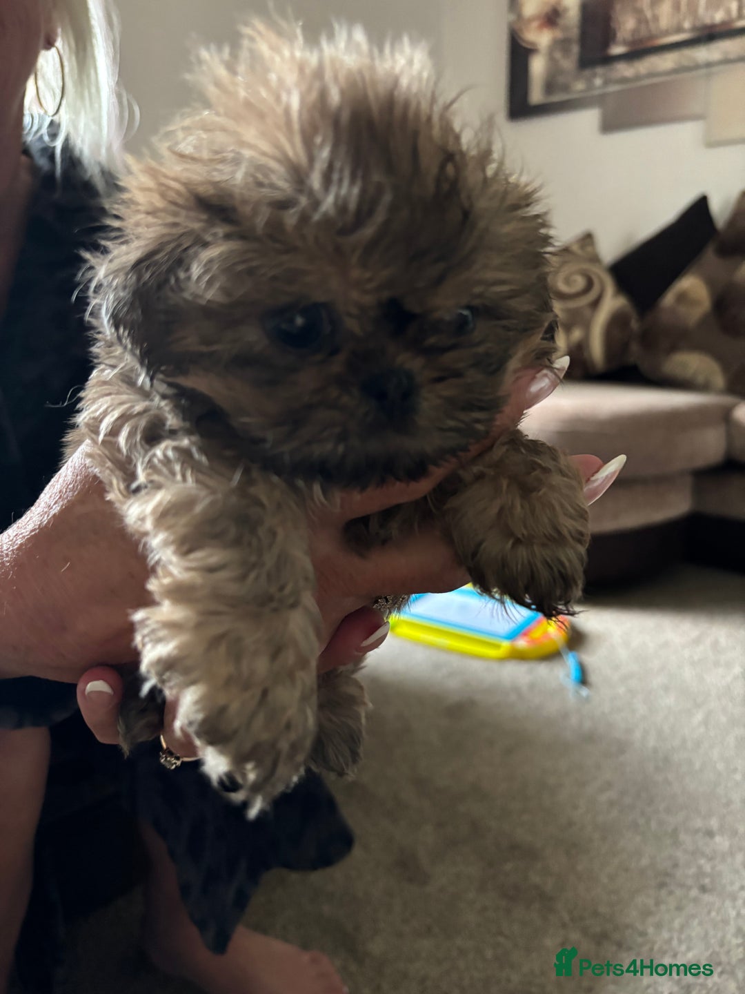 Shih Tzu dogs for sale: Shih Tzu Puppies for sale - Image 4