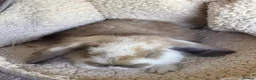 French Lop rabbits for sale: French Giant Lop in Ashford - Advert 13
