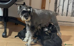 Miniature Schnauzer dogs for sale: Miniature Schnauzers - Advert 7