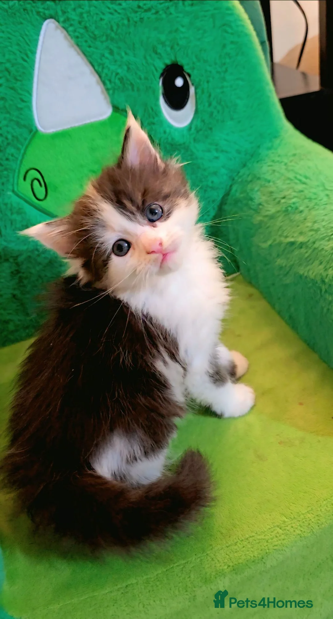 Mixed Breed cats for sale: Maine Coon Angora  - Advert 2