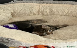 Mixed Breed cats for sale: Ch417dp  - Image 13