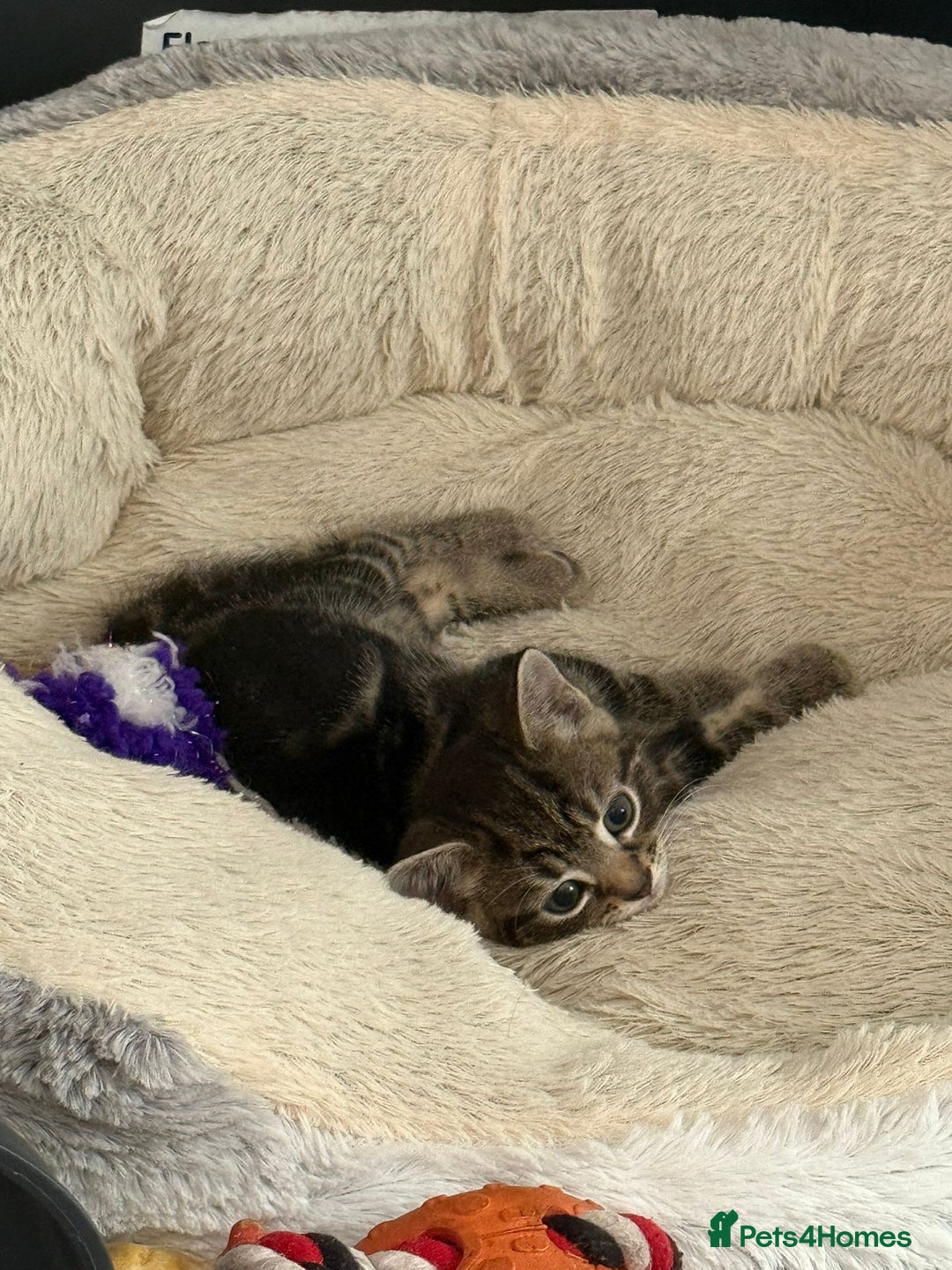 Mixed Breed cats for sale: Ch417dp  - Image 13