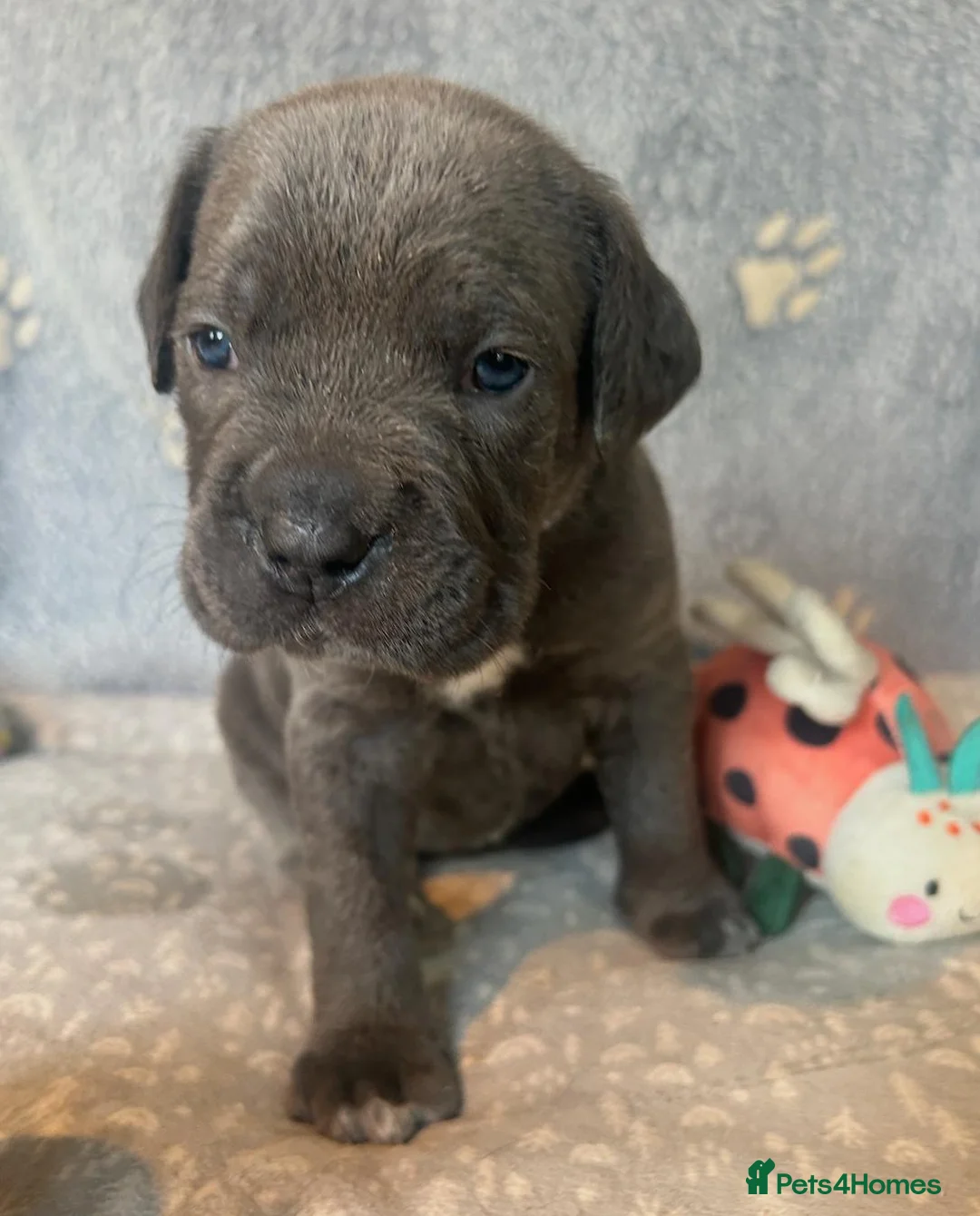 Cane Corso dogs for sale: Beautiful Blue Cane Corso Puppies  - Advert 13