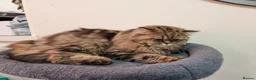 Persian cats for sale: Adorable Persian x British Longhair.  - Advert 7