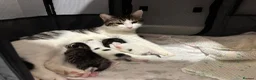 Domestic Shorthair cats for sale: 3 beautiful female kittens aged 5 weeks - Advert 2
