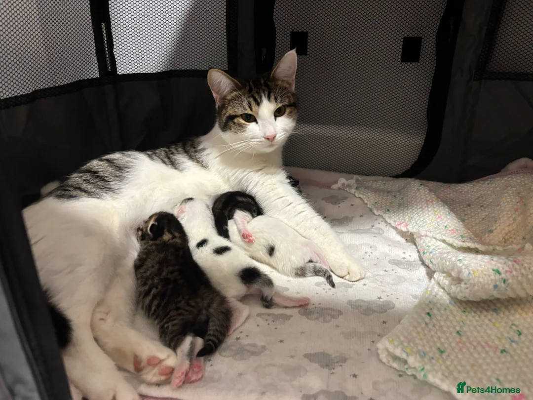 Domestic Shorthair cats for sale: 3 beautiful female kittens aged 5 weeks - Advert 2