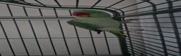 Parrots birds for sale: Alexandrine Parrot  in Dewsbury - Advert 2