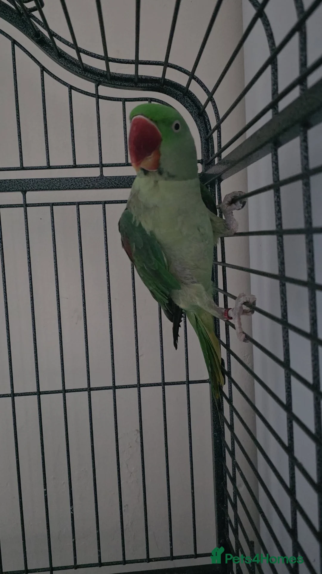 Parrots birds for sale: Alexandrine Parrot  in Dewsbury - Advert 2