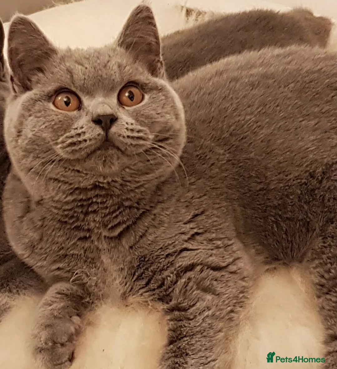 British Shorthair cats for sale: Your 5 Year Old Teddy-Bear Companion & Big Heart - Advert 3