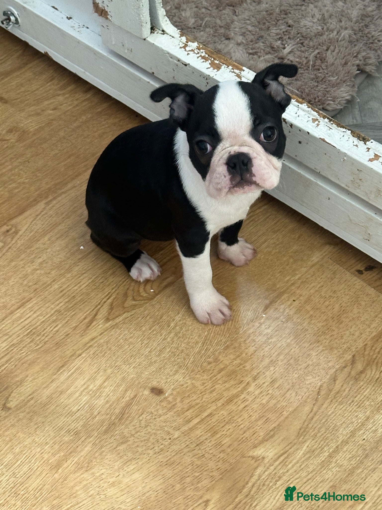 Boston Terrier dogs Reduced £1700 Ready now. 1 girl left Kc reg  - Advert 2