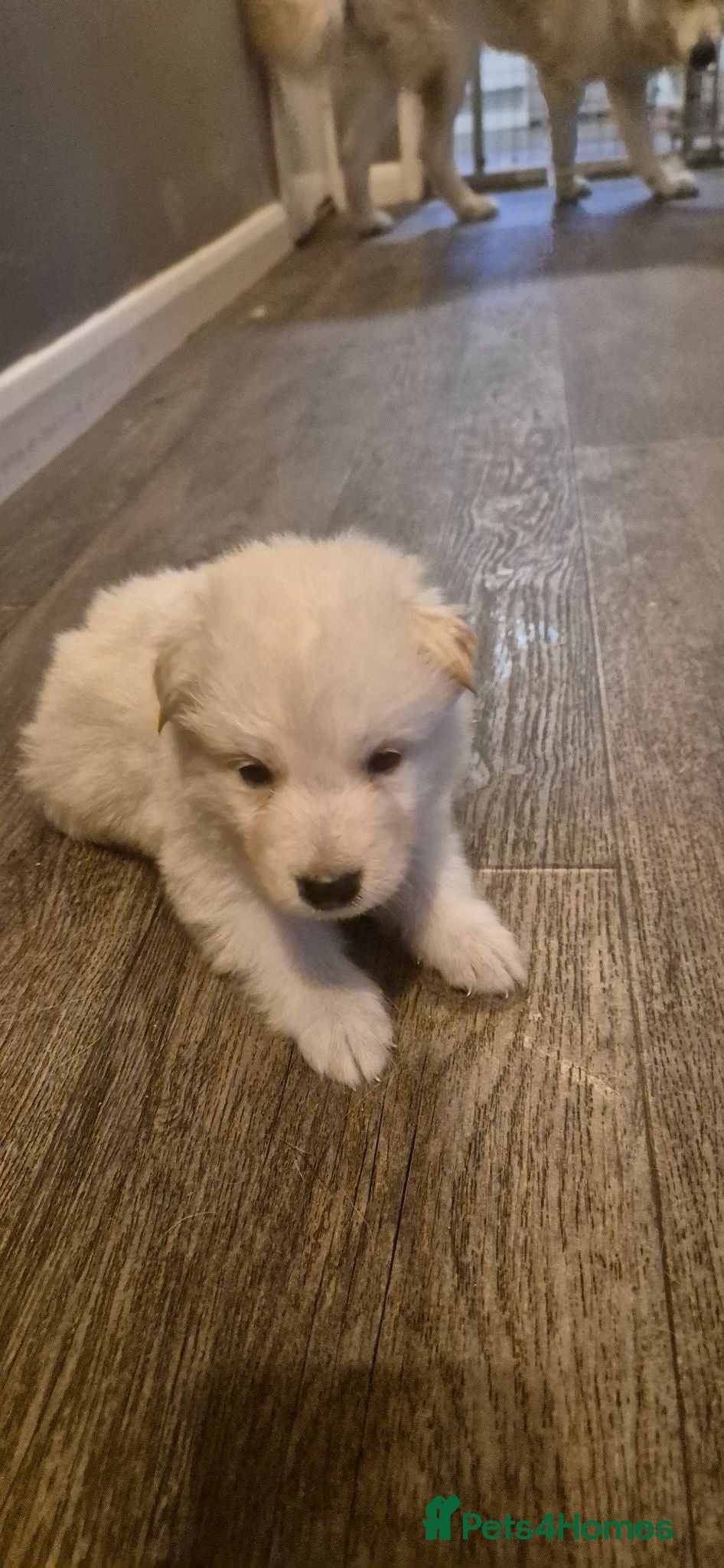 Mixed Breed dogs Pups  mum gsdx Alaskan malamute Dad is full gsd  - Advert 10