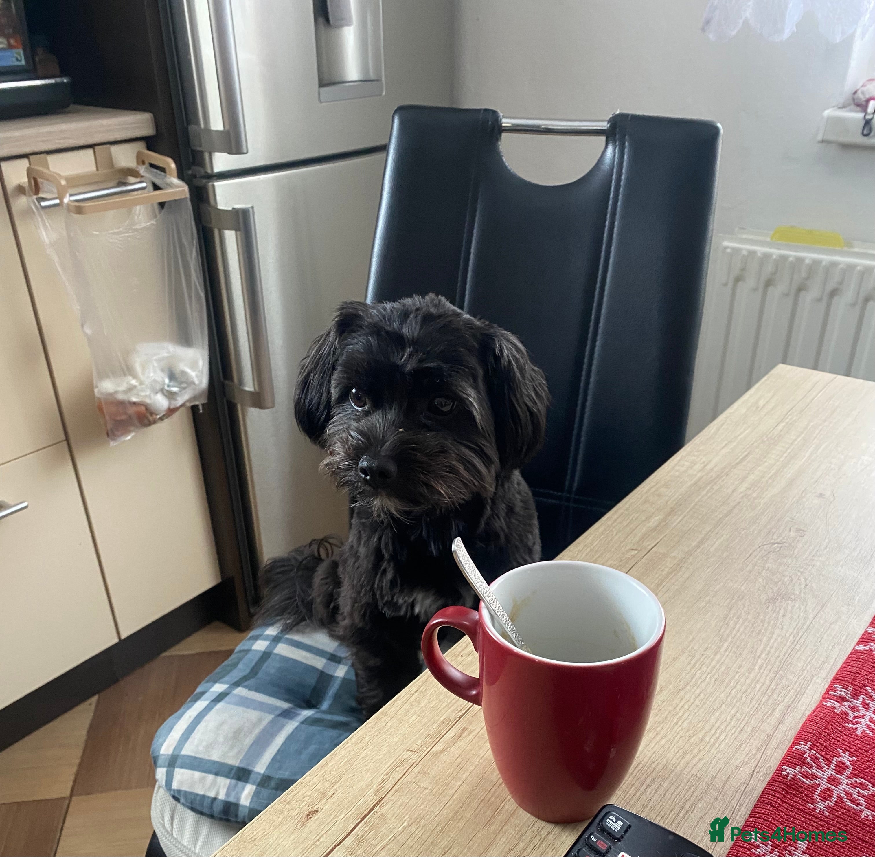 Shorkie dogs SHORKIES ❤️🥰 in Birmingham - Advert 1