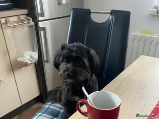 Shorkie dogs SHORKIES ❤️🥰 in Birmingham - Advert 1