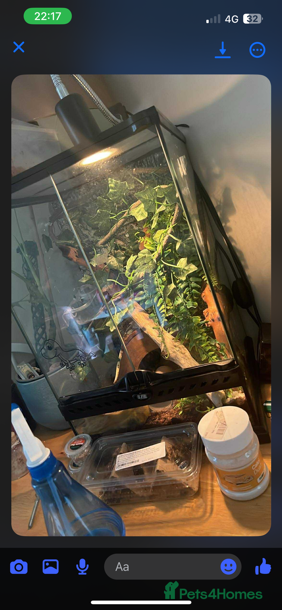 Gecko reptiles for sale: Crested gecko  - Image 3