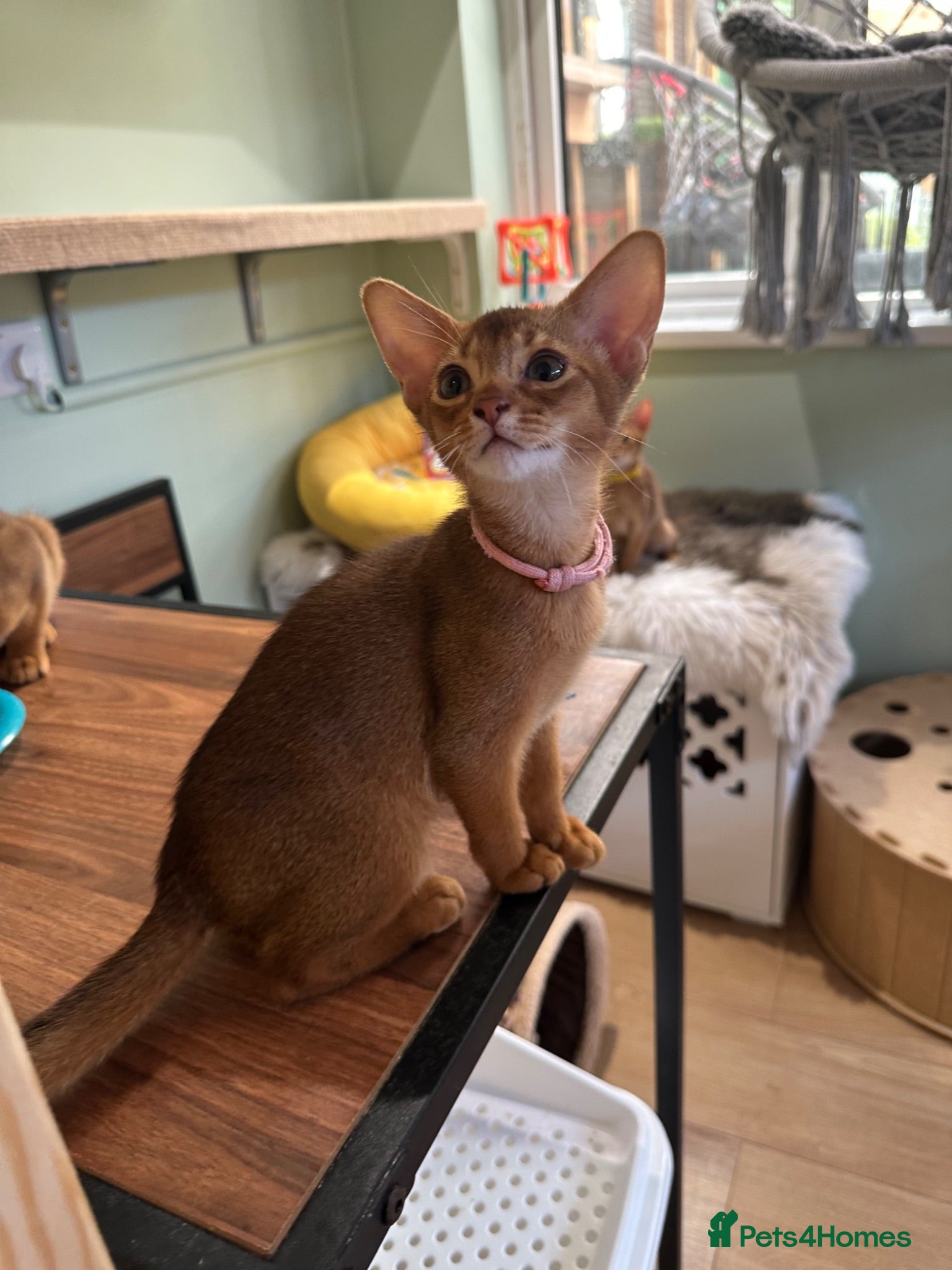 Abyssinian cats Abyssinian kittens  - Advert 9