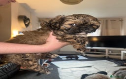 Shihpoo dogs for sale: Beautiful Shihpoo puppies  - Image 11