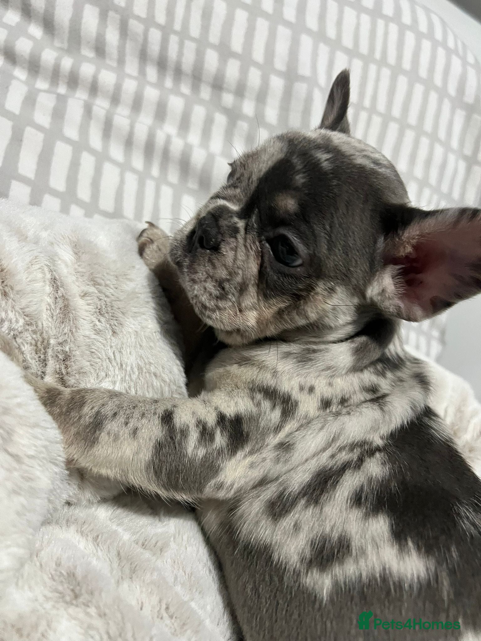 French Bulldog dogs Female merle french bulldog  - Advert 2