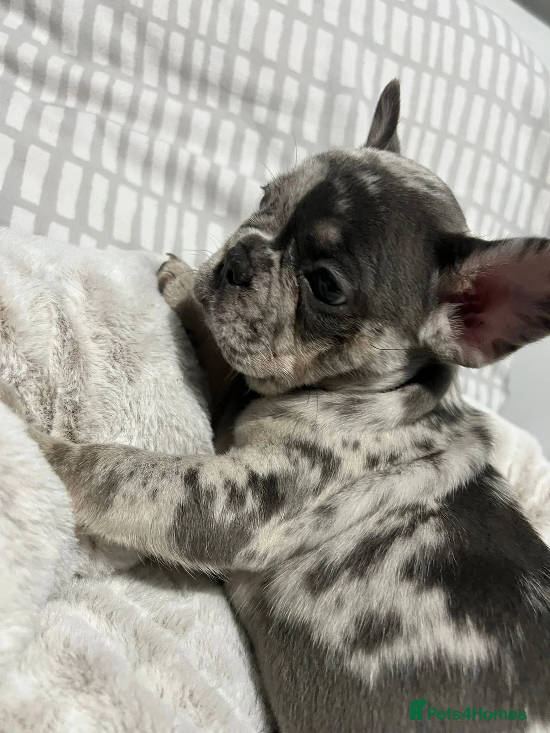 French Bulldog dogs for sale: Female merle french bulldog  - Advert 1