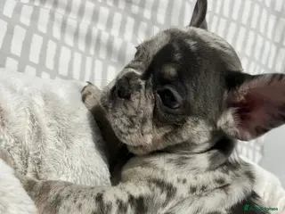 French Bulldog dogs Female merle french bulldog - Advert 1