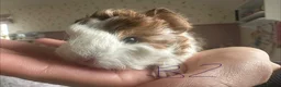 Guinea Pig rodents for sale: Baby Guinea Pig’s For Sale - Advert 7