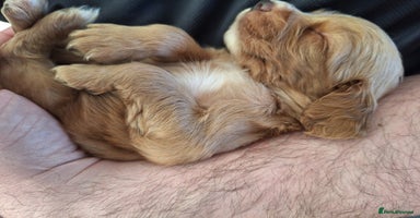 Cocker Spaniel dogs - Advert 13