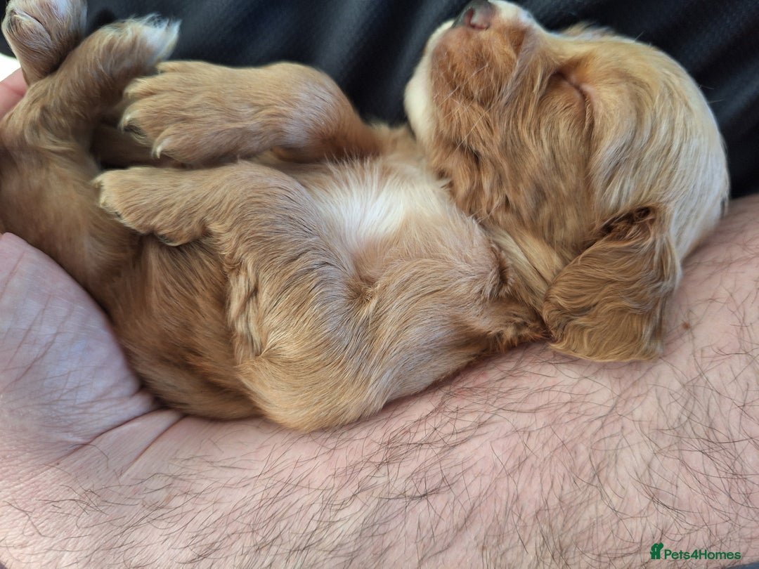 Cocker Spaniel dogs for sale: Stunning cocker spaniels for sale - Image 2