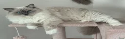 Ragdoll cats for sale: Blue mitted female ragdoll - Advert 6