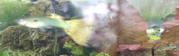 Live Bearers fish for sale: Dragon and Cobra Tail Guppies for sale in Bury - Advert 8