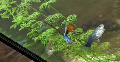 Other/Mixed Breed fish - Advert 6