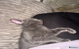 Bengal cats for sale: Missy - Image 2