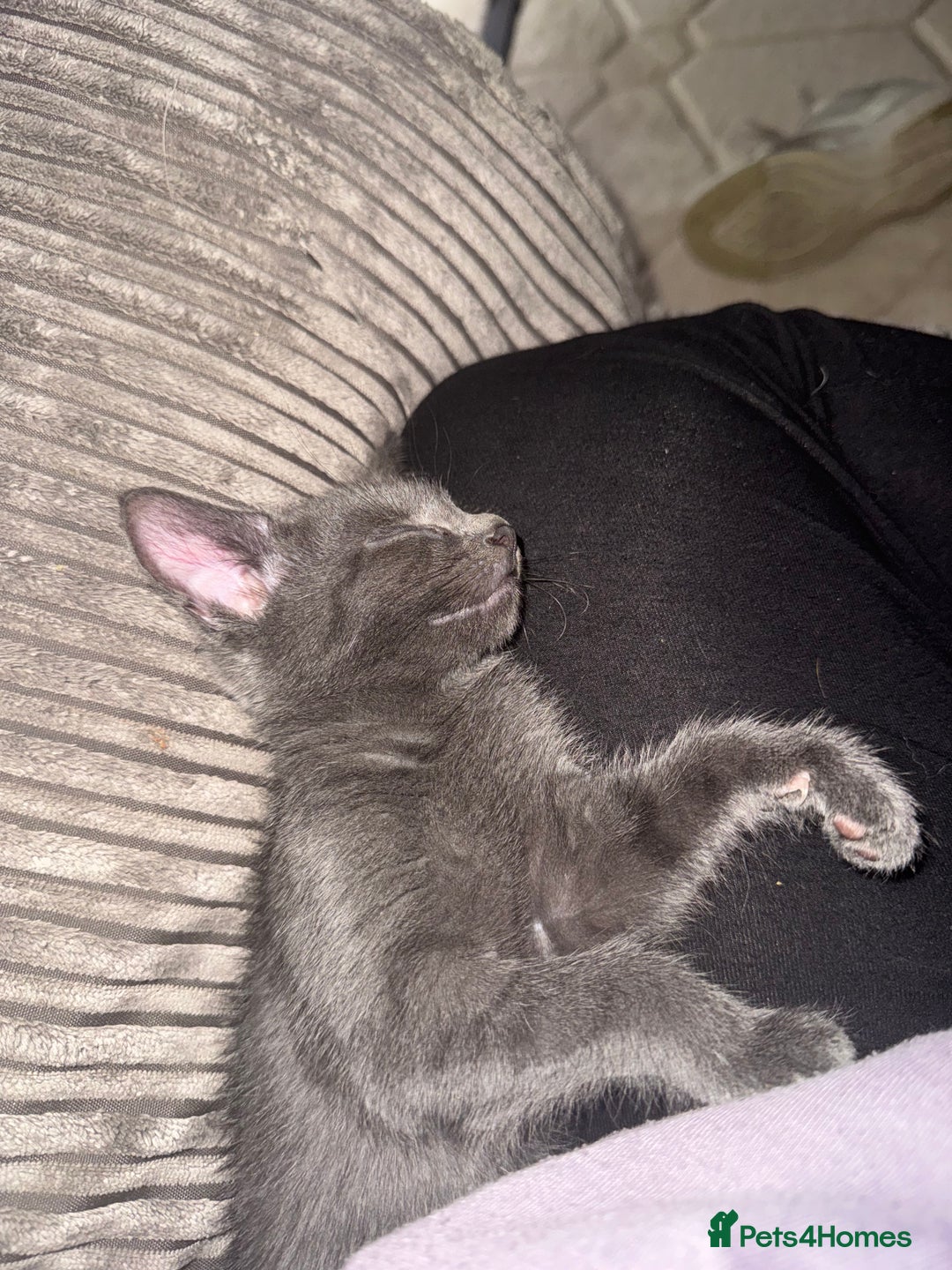 Bengal cats for sale: Missy - Image 2