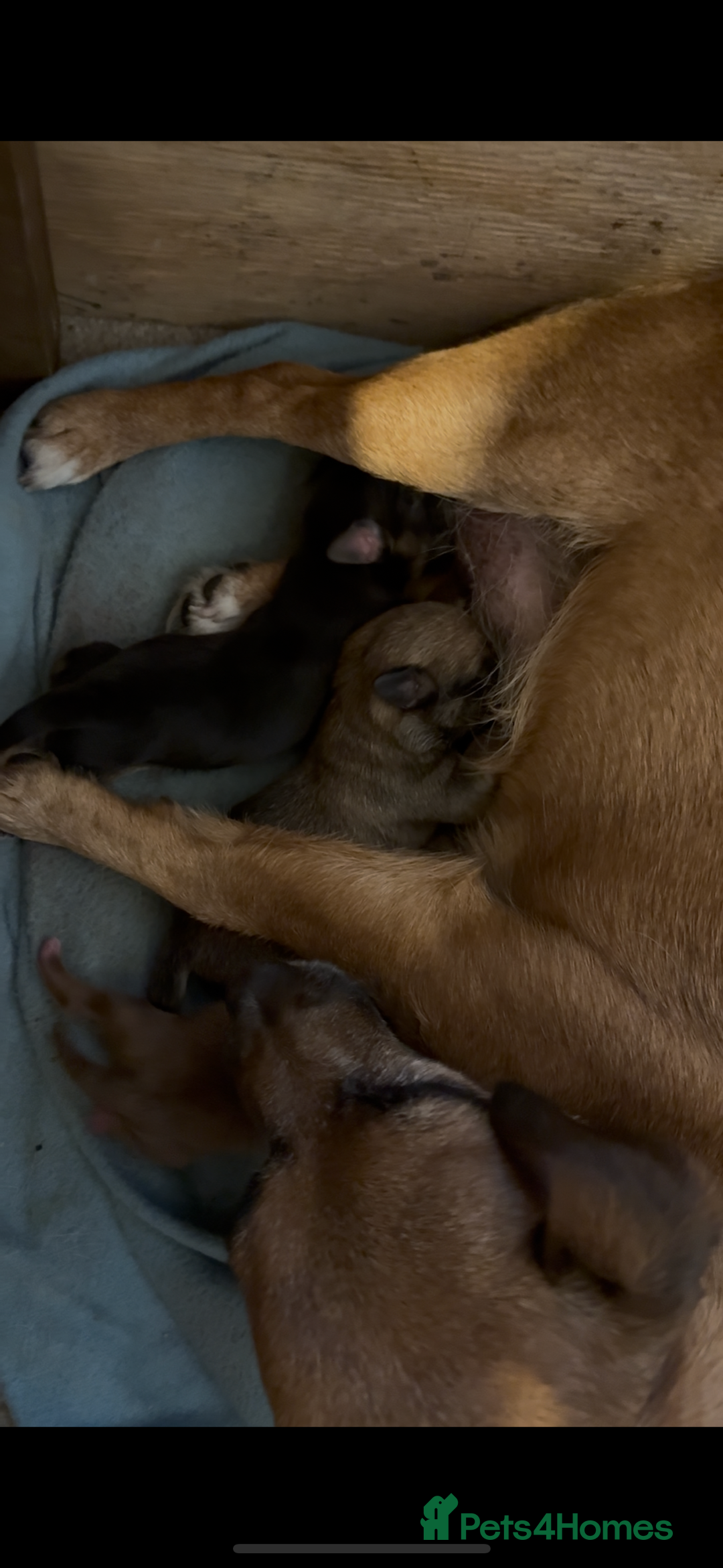 Jack Russell dogs for sale: Stunning Jack Russell’s ready in 2 weeks  - Image 10