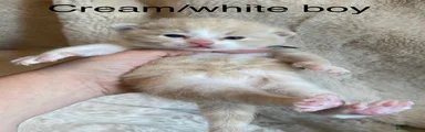 Cream and white boy 