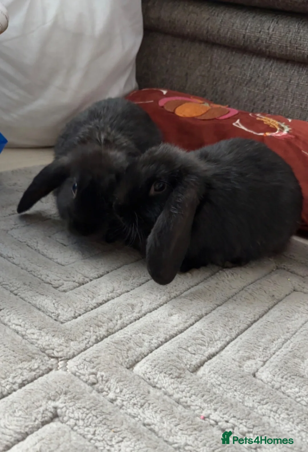Mini Lop rabbits for sale: Mini lop rabbits  in Walsall - Advert 1