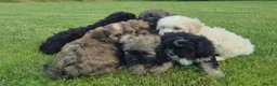 Mixed Breed dogs for sale: Stunning Peekapoo puppies in Brechin - Advert 3