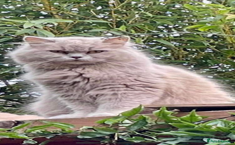 British Shorthair cats - Advert 12