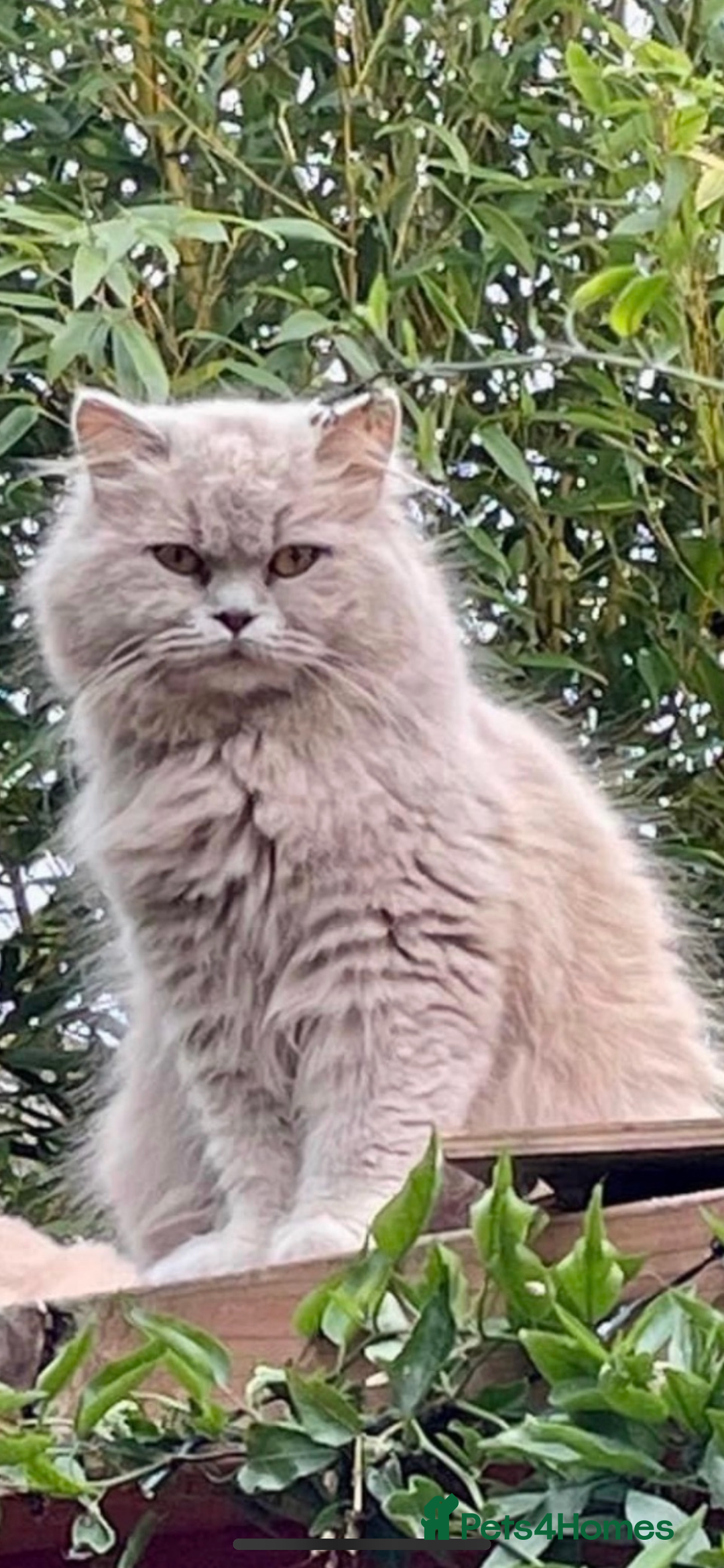 British Shorthair cats for sale: Beautiful British short hair kittens  - Image 1