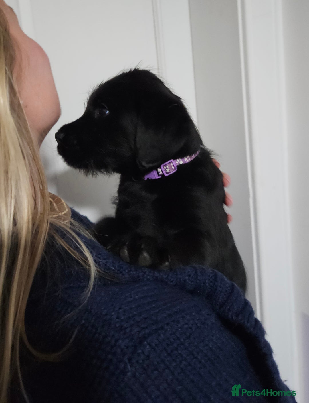 Labrador Retriever dogs for sale: Black labrador x gwp puppies working or pet homes - Advert 34