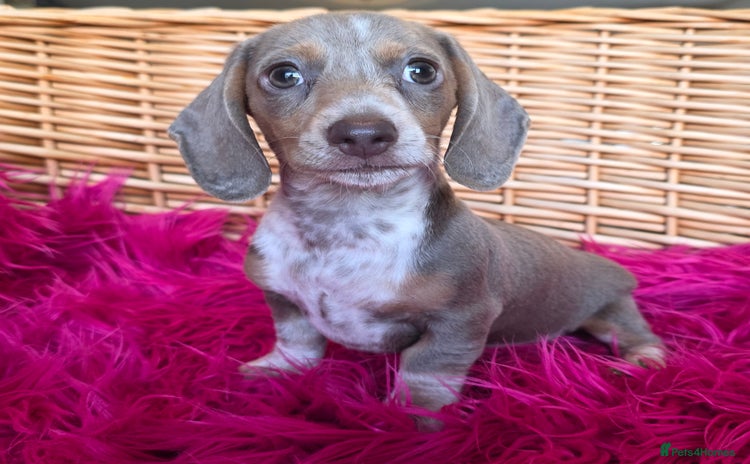 Miniature Dachshund dogs - Advert 2